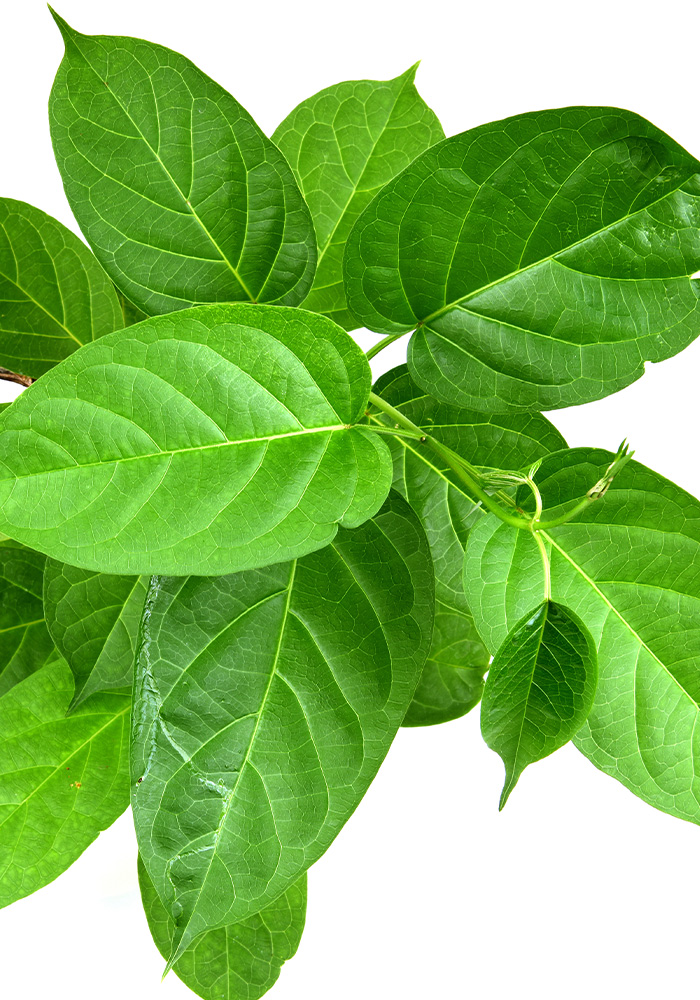 ギムネマ茶