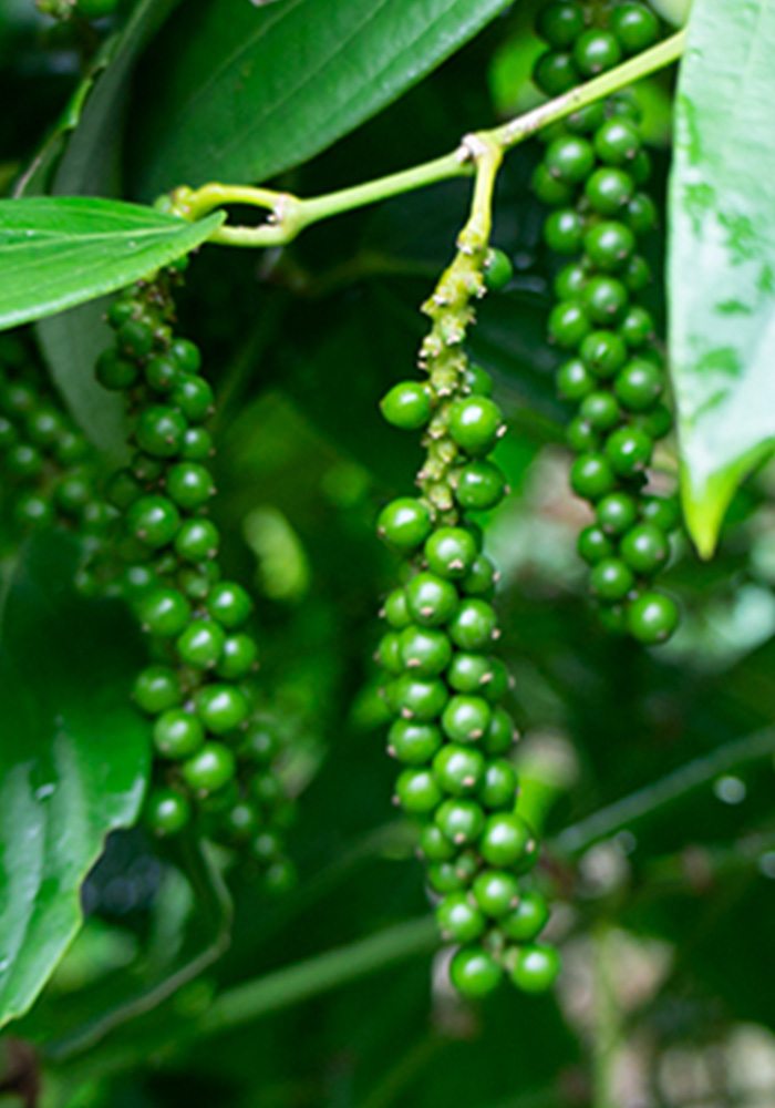 ブラックペッパー