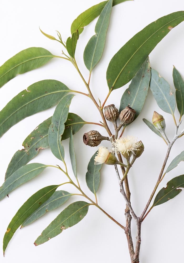 ユーカリ・グロブルス